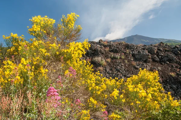 Etna tájak — Stock Fotó