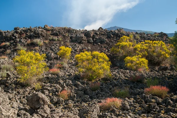 埃特纳火山景观 — 图库照片