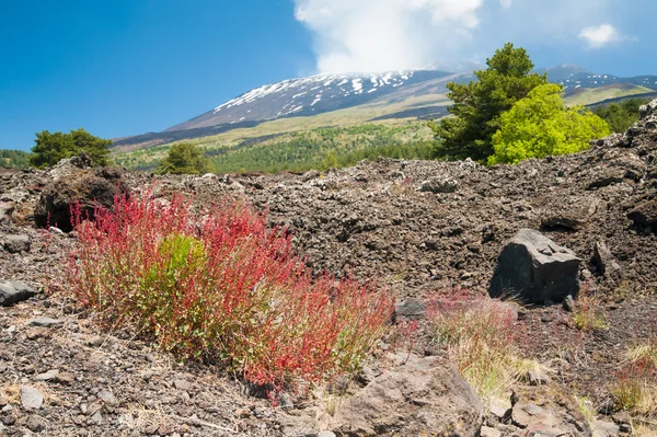 Etna landskap — Stockfoto