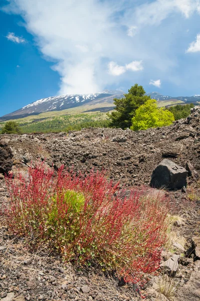 Etna landskap — Stockfoto