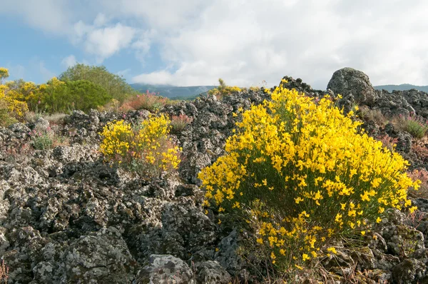 Etna landskap — Stockfoto