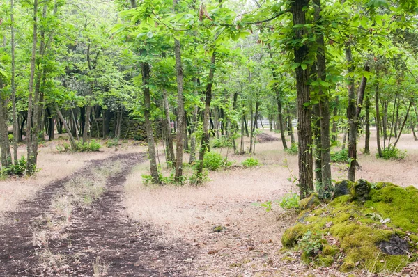 Camino en el bosque —  Fotos de Stock