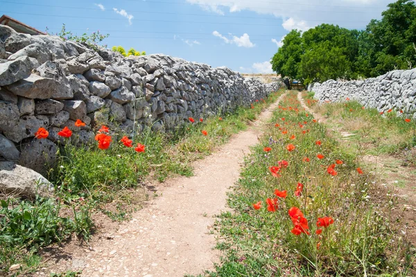 Country road — Stock Photo, Image