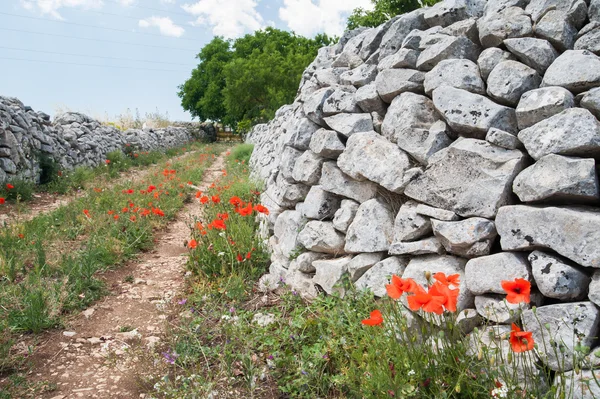 Country road — Stock Photo, Image