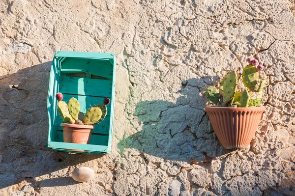 Akdeniz süsler — Stok fotoğraf