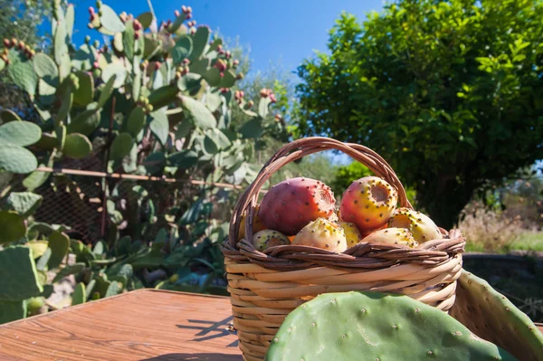 Harvest time — Stock Photo, Image