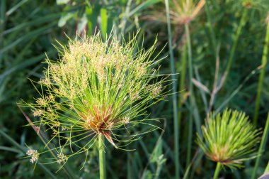 Syracuse papirüs bitki