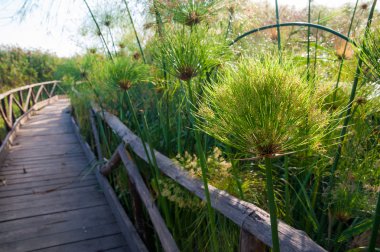 Syracuse papirüs bitki