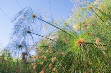 Syracuse papirüs bitki