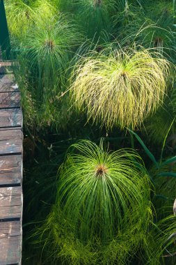 Syracuse papirüs bitki