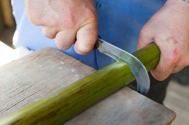 Das Funktionieren von Papyrus