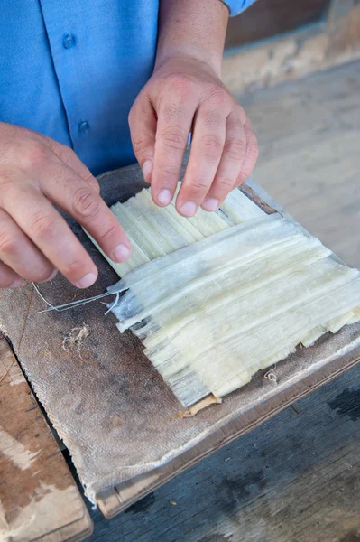 Das Funktionieren von Papyrus — Stockbild Das Funktionieren von Papyrus lizenzfreie Stockbilder