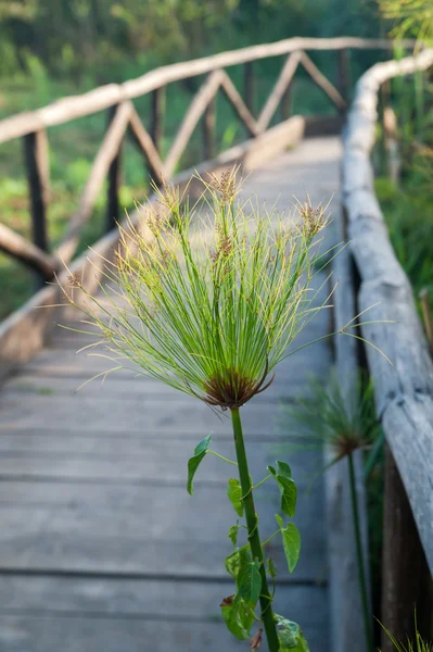 Planta de papiro de Siracusa —  Fotos de Stock