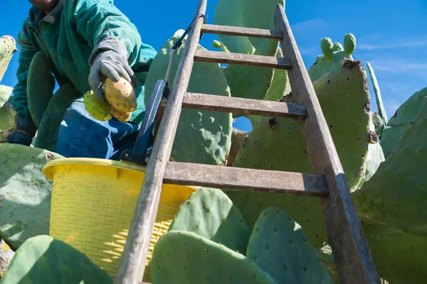 Prickly pears harvest — Stock Photo, Image