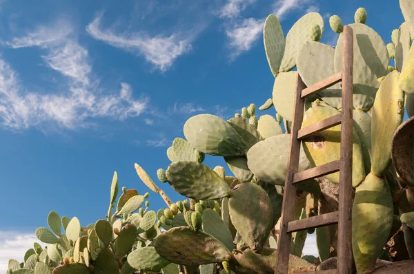 Prickly pears harvest — Stock Photo, Image