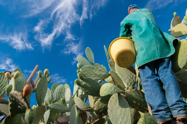 Prickly pear pickers — Stock Photo, Image