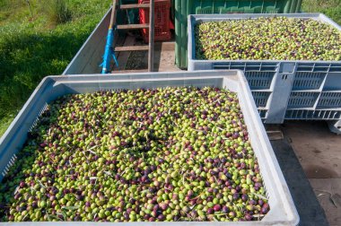 Koca kutular dolusu toplanmış zeytin.