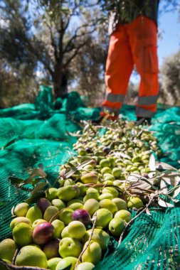 Zeytin hasat mevsimi