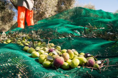 Zeytin hasat mevsimi