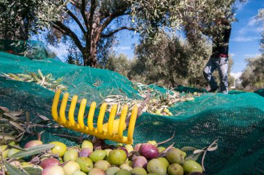 İş yerinde zeytin seçiciler