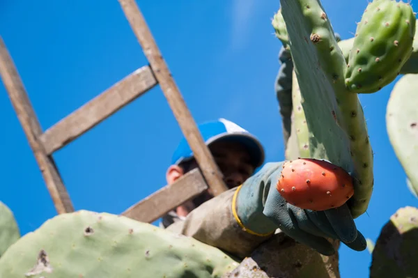 Prickly pears picker — Stock Photo, Image