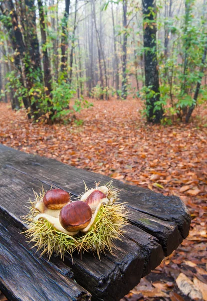 Casca castanha aberta — Fotografia de Stock