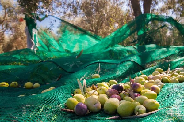 Olivenerntezeit — Stockfoto