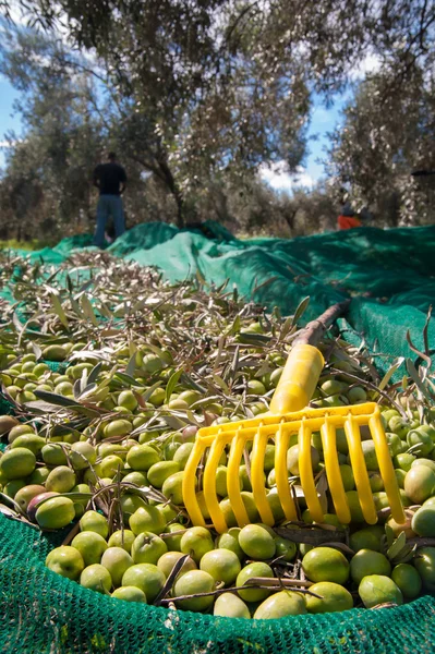 Zeytin hasat mevsimi — Stok fotoğraf