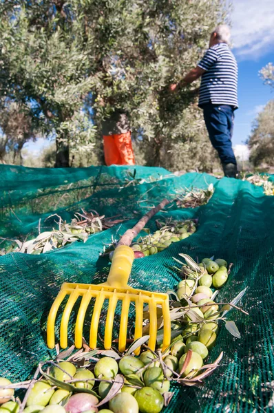 İş yerinde zeytin seçiciler — Stok fotoğraf