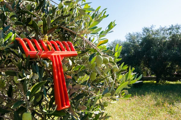 Olive harvest time — Stock Photo, Image