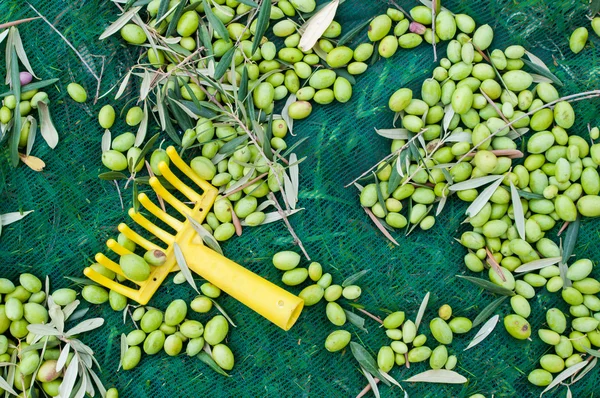 Čas sklizně oliv — Stock fotografie