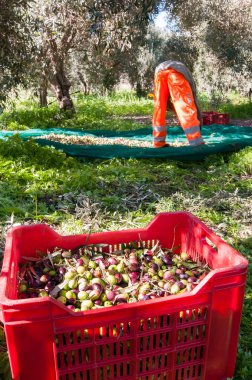 Zeytin hasat mevsimi