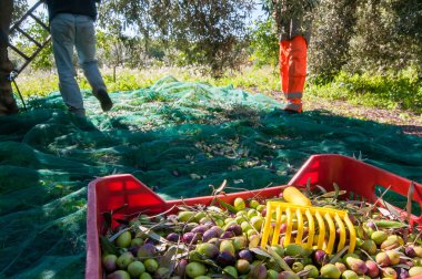 Zeytin hasat mevsimi