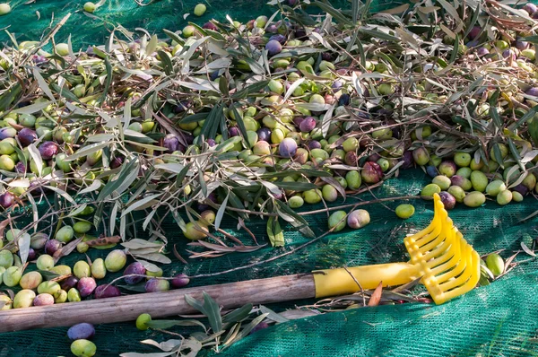 Temporada de cosecha de aceitunas — Foto de Stock