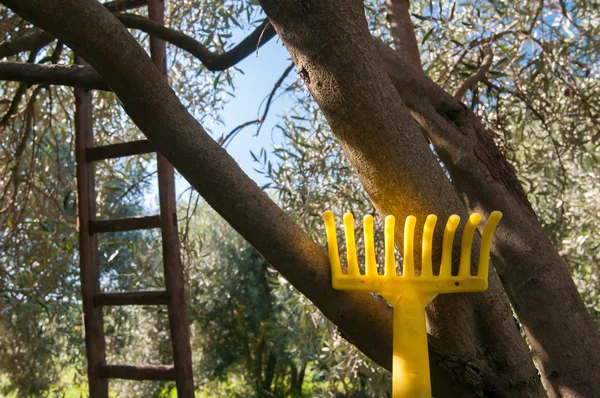 Stagione della raccolta delle olive — Foto Stock