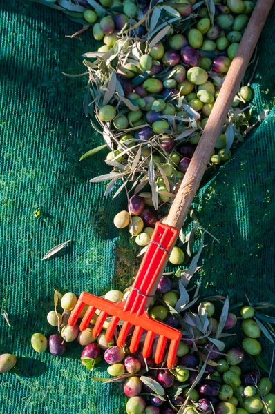 Sklizně oliv — Stock fotografie