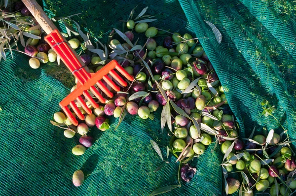 Temporada de cosecha de aceitunas —  Fotos de Stock