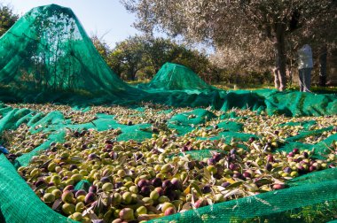 Zeytin malzeme çekme zamanı