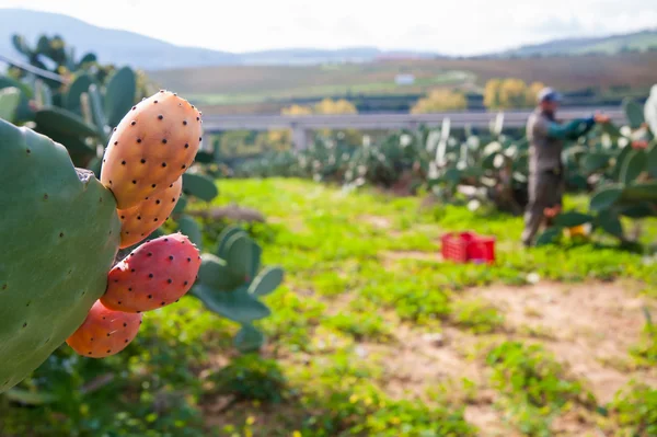 Prickly pears picking — Stock Photo, Image