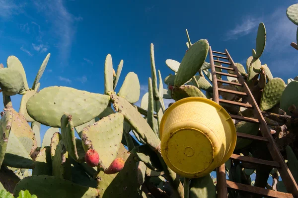 Prickly pears picking — Stock Photo, Image