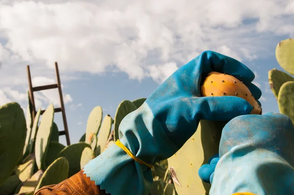 Prickly pear picker — Stock Photo, Image