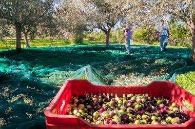 Zeytin malzeme çekme zamanı
