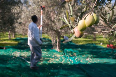 Zeytin malzeme çekme zamanı