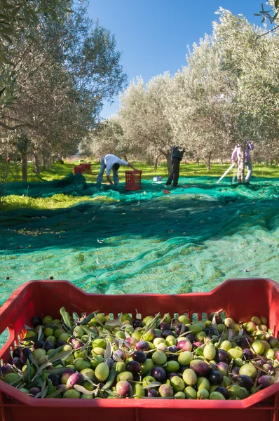 Olive picking time — Stock Photo, Image