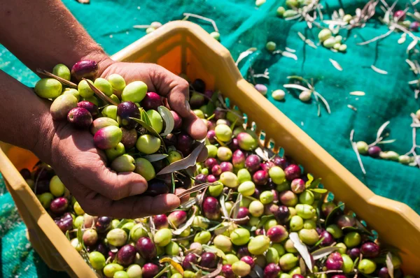 Hora de recoger la aceituna — Foto de Stock