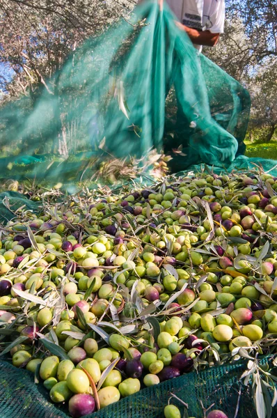 Hora de recoger la aceituna — Foto de Stock