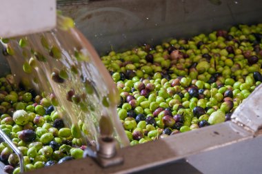 Temizleme ve yıkama zeytin