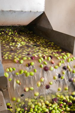 Temizleme ve yıkama zeytin