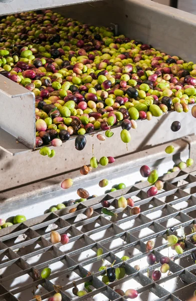 Limpieza y lavado de aceitunas — Foto de Stock