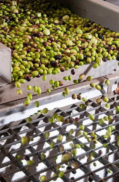 Limpieza y lavado de aceitunas —  Fotos de Stock